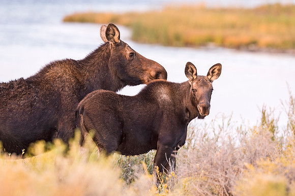 Moose_Seedskadee_NWR_2015_3