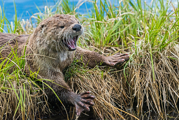 River_otter_2