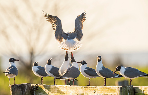 Laughing_gulls_Big_Branch_Marsh_NWR_2016_1