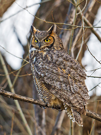 Great Horned Owl 23
