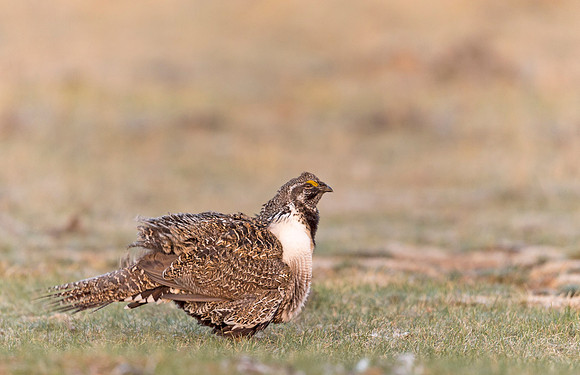 Sage_grouse_Walden_2015_8