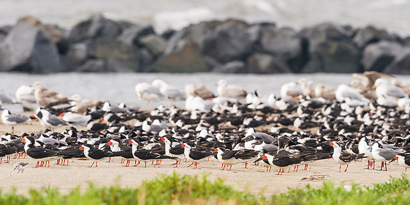Grand_Isle_Birds_2016_1