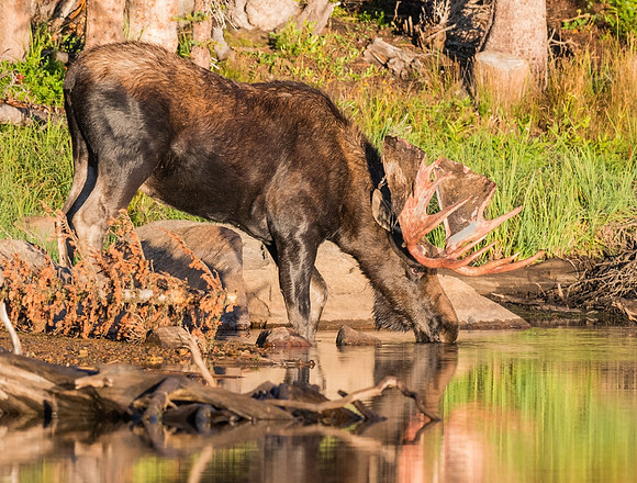 Moose_49