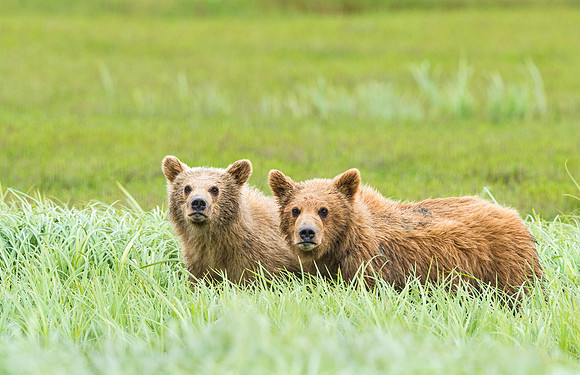 Brown_bear_McNeil_2015_26
