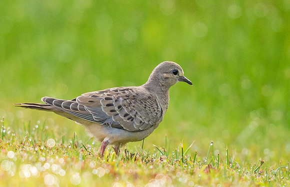 Mourning_dove_Grand_Isle_2016_1