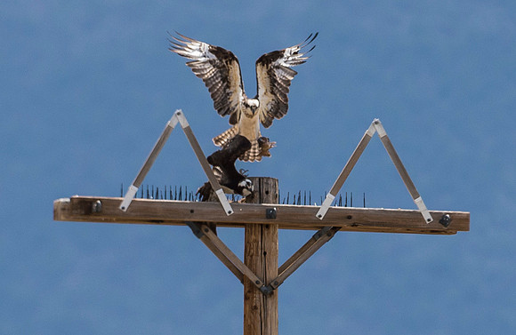 Osprey_36