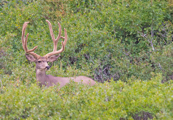 Mule_Deer_buck_26