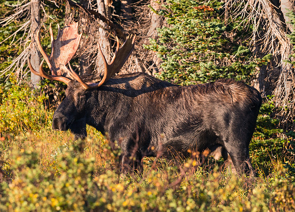Moose_22