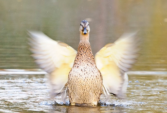 Mallard_hen_7