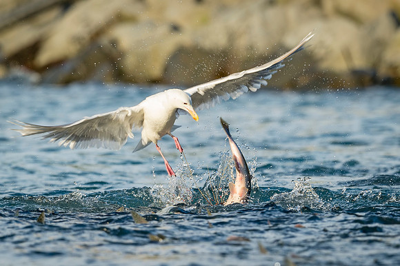 Salmon_Gull_Sea_Lion_Valdez_2016_1