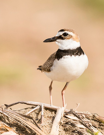 Wilsons_plover_Grand_Isle_2016_1