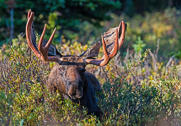 Moose_29