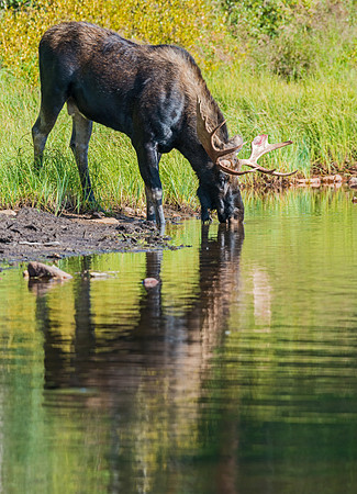 Moose_34