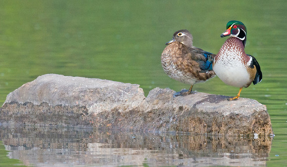 Wood_duck_6