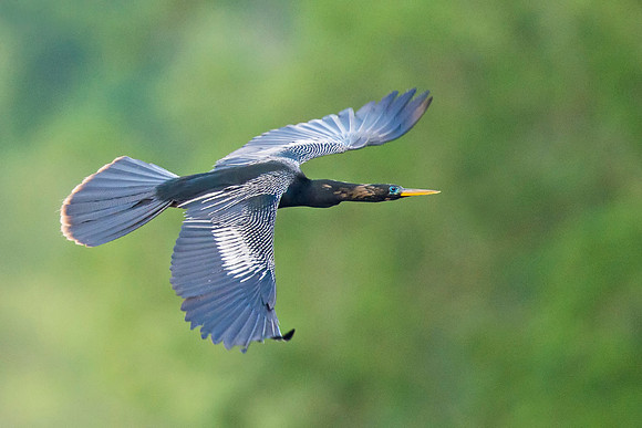 Anhinga_Rips_2016_1
