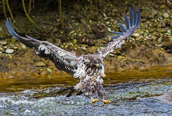 Bald_eagle_DH_21