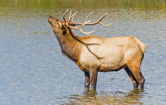 Elk_9