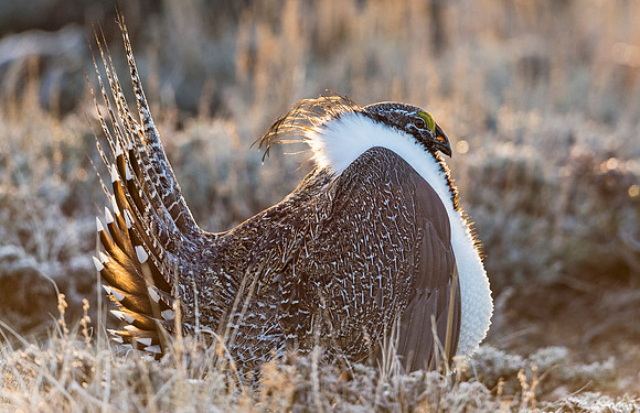 Sage_grouse_Walden_2015_14