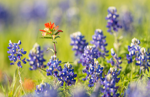 Bluebonnets_Texas_2016_5