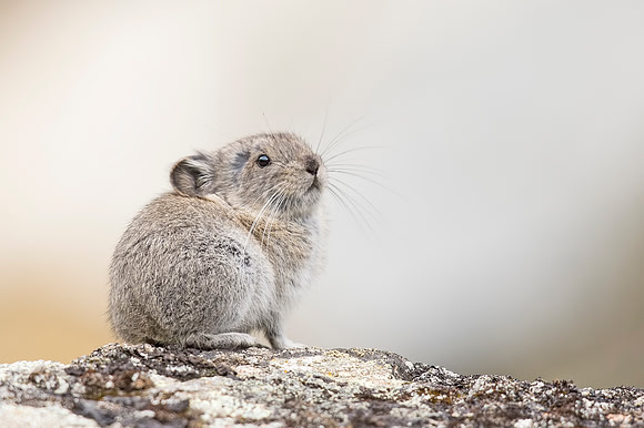 Collared_pika_Hatcher_Pass_2016_3