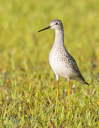 Greater_Yellowlegs_Grand_Isle_2016_1