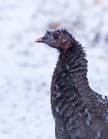 Turkey_13