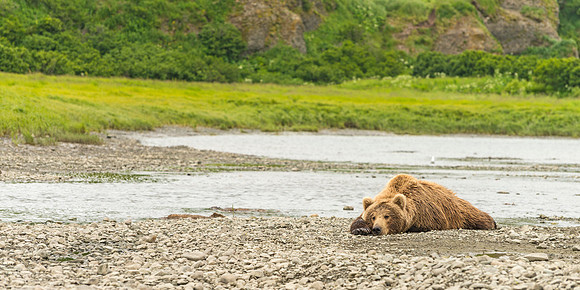 Brown_bear_McNeil_2015_28