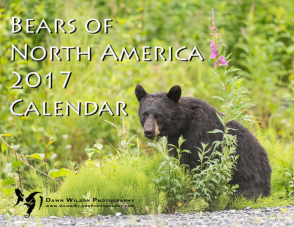 Black_bear_Seward_2016_1