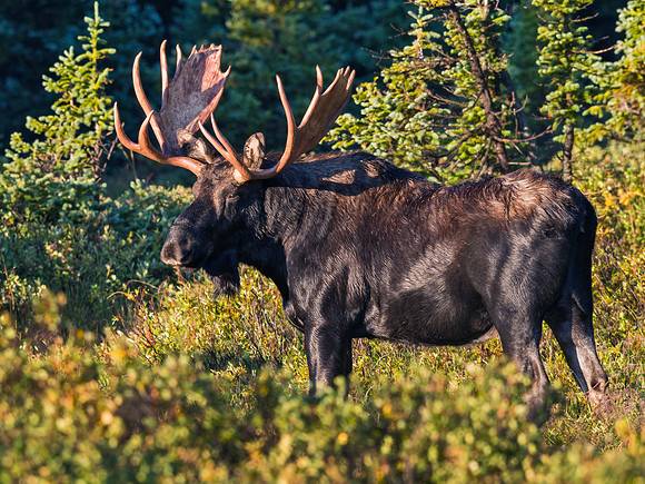 Moose_24
