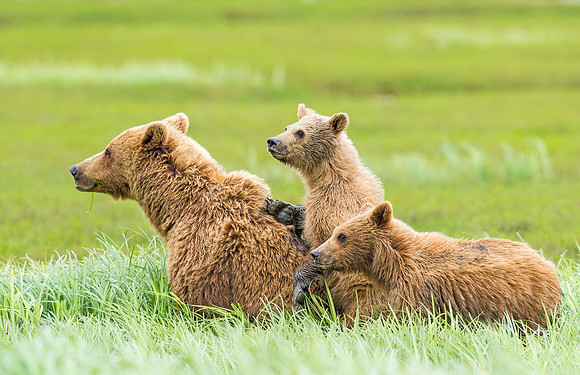 Brown_bear_McNeil_2015_22