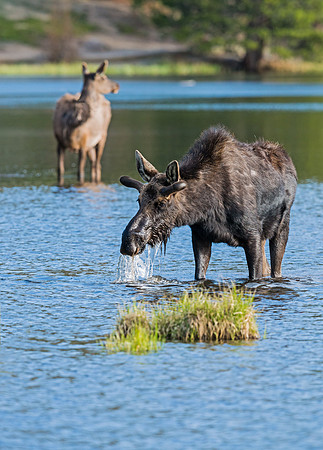 Moose_and_elk_12