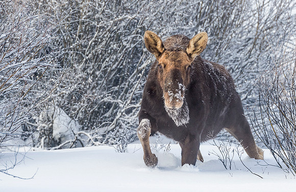 Moose_GTNP_2016_2