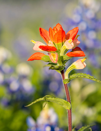 Bluebonnets_Texas_2016_7