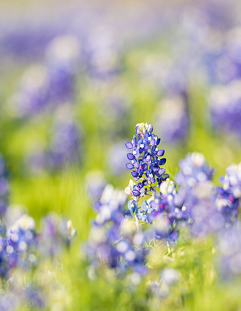 Bluebonnets_Texas_2016_1