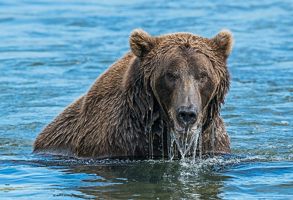 Brown_Bear_HB_11
