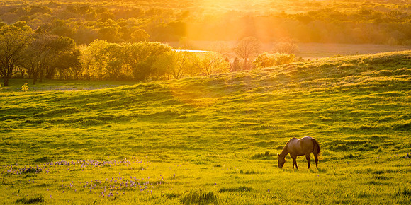 Horse_Texas_bluebonnets_2016_1