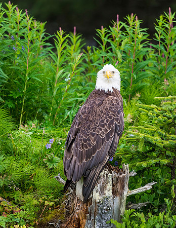 Bald_eagle_Anchor_Point_2016_7