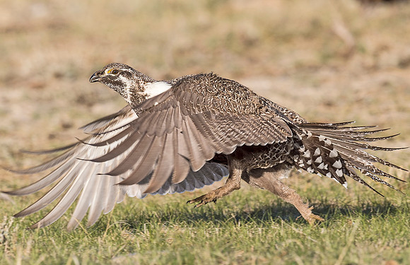 Sage_grouse_Walden_2015_20