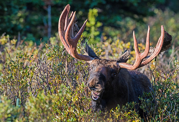 Moose_30