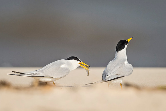 Least_Tern_Mississippi_2016_2