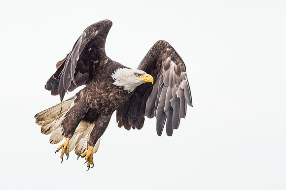 Bald_Eagle_Anchor_Point_2016_3