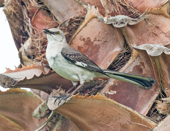 Mockingbird_GI_2016_1