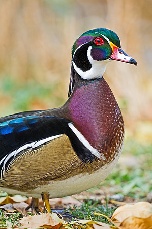 Wood_duck_20