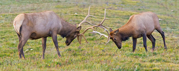 Elk_4