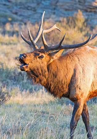 Elk_11