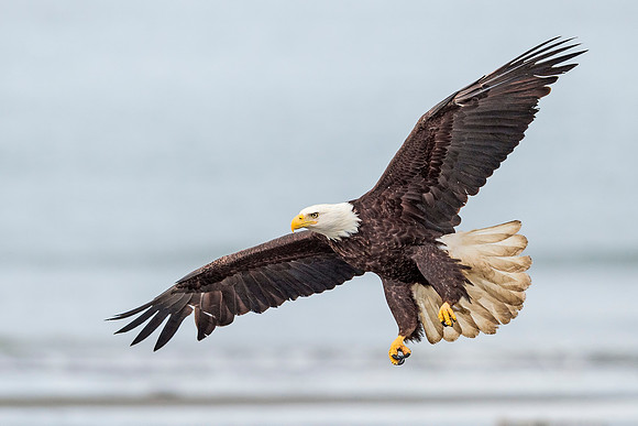 Bald_Eagle_Anchor_Point_2016_1
