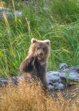 Brown_Bear_Cub_HB_7