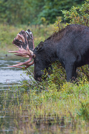 Moose_42