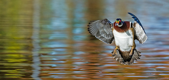 Wood_duck_31