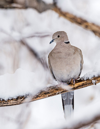 Ring-necked_dove_2016_1